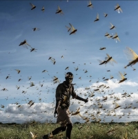 مدیریت بهینه&zwnj;ی آفات و بیماری&zwnj;های کشاورزی تحت شرایط تغییر اقلیم